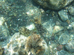 2006_0806kawahagi.jpg