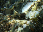 2006_0806yadokari.jpg